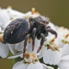 Bowed Jumper - Evarcha arcuata  | Fotografijos autorius : Gintautas Steiblys | © Macronature.eu | Macro photography web site