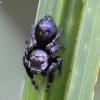 Bowed Jumper - Evarcha arcuata | Fotografijos autorius : Kazimieras Martinaitis | © Macronature.eu | Macro photography web site