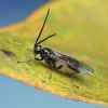 Braconid wasp - Bracon sp. | Fotografijos autorius : Gintautas Steiblys | © Macronature.eu | Macro photography web site