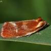 Rudoji eulija - Eulia ministrana | Fotografijos autorius : Vytautas Gluoksnis | © Macrogamta.lt | Šis tinklapis priklauso bendruomenei kuri domisi makro fotografija ir fotografuoja gyvąjį makro pasaulį.