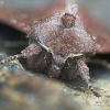Daržinis pelėdgalvis - Lacanobia oleracea | Fotografijos autorius : Vidas Brazauskas | © Macronature.eu | Macro photography web site