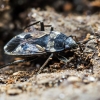 Bright-spotted groundbug - Rhyparochromus vulgaris | Fotografijos autorius : Kazimieras Martinaitis | © Macronature.eu | Macro photography web site