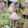 Trapiabudė - Psathyrella sp. | Fotografijos autorius : Kazimieras Martinaitis | © Macronature.eu | Macro photography web site