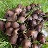 Kupstinė trapiabudė - Britzelmayria multipedata | Fotografijos autorius : Vitalij Drozdov | © Macrogamta.lt | Šis tinklapis priklauso bendruomenei kuri domisi makro fotografija ir fotografuoja gyvąjį makro pasaulį.