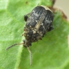 Broad bean weevil - Bruchus rufimanus | Fotografijos autorius : Vidas Brazauskas | © Macronature.eu | Macro photography web site