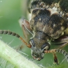 Broad bean weevil - Bruchus rufimanus | Fotografijos autorius : Vidas Brazauskas | © Macronature.eu | Macro photography web site