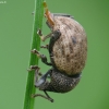 Broad-nosed weevil - Otiorhynchus raucus | Fotografijos autorius : Vidas Brazauskas | © Macronature.eu | Macro photography web site