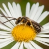 Bronze furrow bee - Halictus tumulorum ♂ | Fotografijos autorius : Žilvinas Pūtys | © Macronature.eu | Macro photography web site