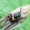 Bronze shieldbug - Troilus luridus, nymph | Fotografijos autorius : Algirdas Vilkas | © Macronature.eu | Macro photography web site