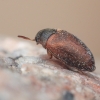 Brown Carpet beetle - Attagenus smirnovi | Fotografijos autorius : Gintautas Steiblys | © Macronature.eu | Macro photography web site