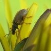 Brown Leaf Weevil - Phyllobius oblongus | Fotografijos autorius : Vidas Brazauskas | © Macronature.eu | Macro photography web site