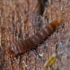 Brown carpet beetle - Attagenus smirnovi, larvae | Fotografijos autorius : Kazimieras Martinaitis | © Macronature.eu | Macro photography web site