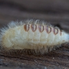 Brown carpet beetle - Attagenus smirnovi, pupa | Fotografijos autorius : Žilvinas Pūtys | © Macronature.eu | Macro photography web site