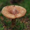 Brown rollrim - Paxillus involutus | Fotografijos autorius : Gintautas Steiblys | © Macronature.eu | Macro photography web site