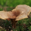 Brown rollrim - Paxillus involutus | Fotografijos autorius : Gintautas Steiblys | © Macronature.eu | Macro photography web site