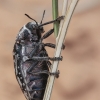 Brush Jewel Beetle - Julodis onopordi splichali | Fotografijos autorius : Gintautas Steiblys | © Macronature.eu | Macro photography web site