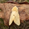 Buff Ermine - Spilosoma lutea | Fotografijos autorius : Vytautas Gluoksnis | © Macronature.eu | Macro photography web site