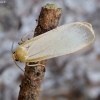 Buff Footman - Eilema depressa | Fotografijos autorius : Romas Ferenca | © Macronature.eu | Macro photography web site