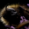 Bumblebee - Bombus sp. | Fotografijos autorius : Irenėjas Urbonavičius | © Macronature.eu | Macro photography web site