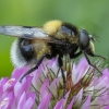 Bumblebee Hoverfly - Volucella bombylans ♂ | Fotografijos autorius : Žilvinas Pūtys | © Macronature.eu | Macro photography web site