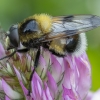 Bumblebee Hoverfly - Volucella bombylans ♂ | Fotografijos autorius : Žilvinas Pūtys | © Macronature.eu | Macro photography web site