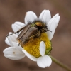 Bumblebee scarab beetle - Eulasia diadema | Fotografijos autorius : Žilvinas Pūtys | © Macronature.eu | Macro photography web site