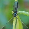 Buožaininis stagarinukas - Agapanthia intermedia | Fotografijos autorius : Gintautas Steiblys | © Macrogamta.lt | Šis tinklapis priklauso bendruomenei kuri domisi makro fotografija ir fotografuoja gyvąjį makro pasaulį.