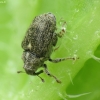 Cabbage Stem Weevil - Ceutorhynchus pallidactylus | Fotografijos autorius : Vidas Brazauskas | © Macronature.eu | Macro photography web site