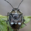 Cabbage bug - Eurydema oleracea ♂ | Fotografijos autorius : Žilvinas Pūtys | © Macronature.eu | Macro photography web site