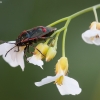 Cabbage bug - Eurydema oleracea | Fotografijos autorius : Žilvinas Pūtys | © Macronature.eu | Macro photography web site