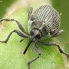 Cabbage seed weevil - Ceutorhynchus obstrictus | Fotografijos autorius : Vidas Brazauskas | © Macronature.eu | Macro photography web site