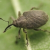 Cabbage seed weevil - Ceutorhynchus obstrictus | Fotografijos autorius : Vidas Brazauskas | © Macronature.eu | Macro photography web site