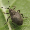 Cabbage seed weevil - Ceutorhynchus obstrictus | Fotografijos autorius : Vidas Brazauskas | © Macronature.eu | Macro photography web site