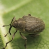 Cabbage seed weevil - Ceutorhynchus obstrictus | Fotografijos autorius : Vidas Brazauskas | © Macronature.eu | Macro photography web site