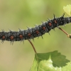 Camberwell Beauty - Nymphalis antiopa, caterpillar | Fotografijos autorius : Gintautas Steiblys | © Macronature.eu | Macro photography web site