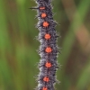 Camberwell Beauty - Nymphalis antiopa, caterpillar | Fotografijos autorius : Gintautas Steiblys | © Macronature.eu | Macro photography web site