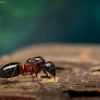 Skruzdėlė - Camponotus ligniperda | Fotografijos autorius : Mindaugas Leliunga | © Macrogamta.lt | Šis tinklapis priklauso bendruomenei kuri domisi makro fotografija ir fotografuoja gyvąjį makro pasaulį.