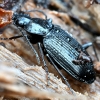 Žvitražygis - Agonum emarginatum | Fotografijos autorius : Kazimieras Martinaitis | © Macronature.eu | Macro photography web site