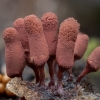 Carnival Candy Slime Mold - Arcyria denudata | Fotografijos autorius : Žilvinas Pūtys | © Macronature.eu | Macro photography web site