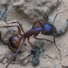 Carpenter Ant - Camponotus (Tanaemyrmex) sp. | Fotografijos autorius : Gintautas Steiblys | © Macronature.eu | Macro photography web site