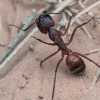 Carpenter Ant - Camponotus (Tanaemyrmex) sp. | Fotografijos autorius : Gintautas Steiblys | © Macronature.eu | Macro photography web site