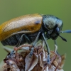 Case-bearing Leaf Beetle - Labidostomis longimana | Fotografijos autorius : Žilvinas Pūtys | © Macronature.eu | Macro photography web site