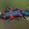 Checkered beetle - Trichodes cf. holtzi ♀ | Fotografijos autorius : Žilvinas Pūtys | © Macronature.eu | Macro photography web site