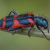 Checkered beetle - Trichodes cf. holtzi ♀ | Fotografijos autorius : Žilvinas Pūtys | © Macronature.eu | Macro photography web site