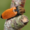 Chestnut coloured click beetle - Anostirus castaneus | Fotografijos autorius : Gintautas Steiblys | © Macronature.eu | Macro photography web site