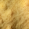 Valgomoji geltonpintė - Laetiporus sulphureus | Fotografijos autorius : Ramunė Vakarė | © Macronature.eu | Macro photography web site