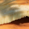 Valgomoji geltonpintė - Laetiporus sulphureus | Fotografijos autorius : Ramunė Vakarė | © Macronature.eu | Macro photography web site