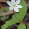 Chickweed-wintergreen - Lysimachia europaea | Fotografijos autorius : Gintautas Steiblys | © Macronature.eu | Macro photography web site