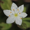 Chickweed-wintergreen - Lysimachia europaea | Fotografijos autorius : Gintautas Steiblys | © Macronature.eu | Macro photography web site