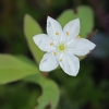 Chickweed-wintergreen - Lysimachia europaea | Fotografijos autorius : Gintautas Steiblys | © Macronature.eu | Macro photography web site